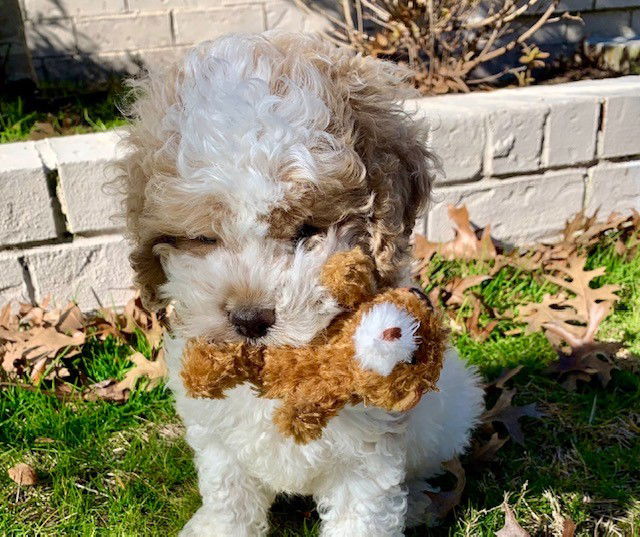 M & K Cockapoos of MS