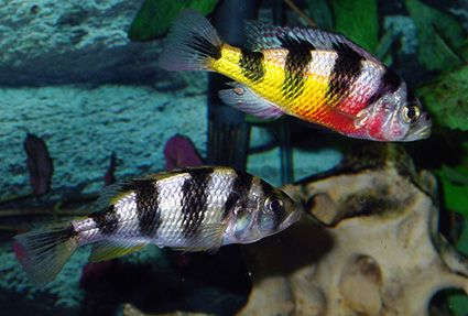 obliquidens hap cichlid