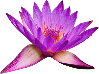 Lotus Healing Massage & Reiki