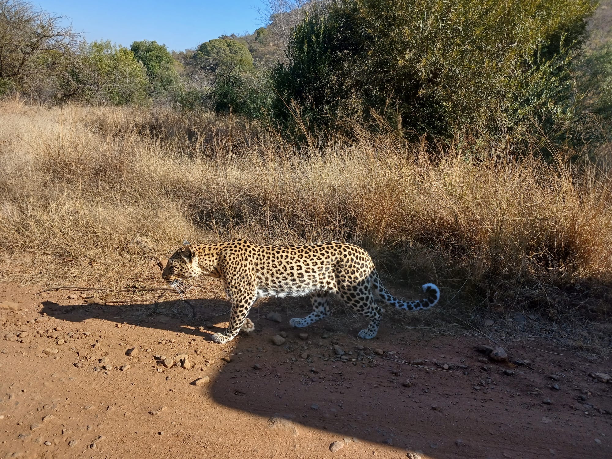 Pilanesberg daily safari - KGABO SAFARIS