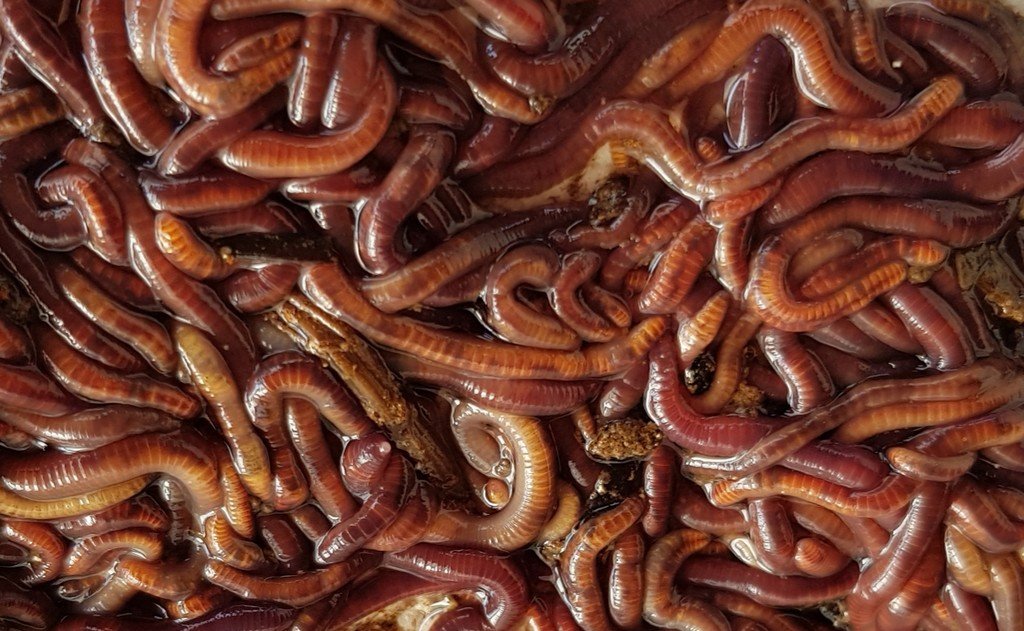 Live worms - As Aquatic animal feed - Wormarvel Group