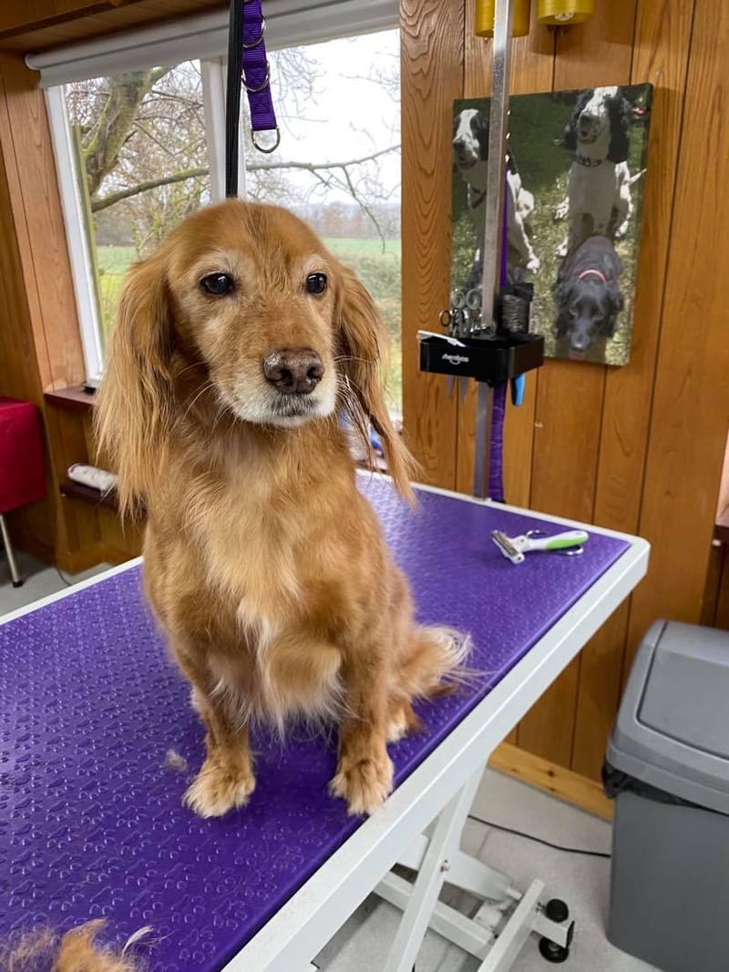 General Grooming WinSome Wags Dog Grooming