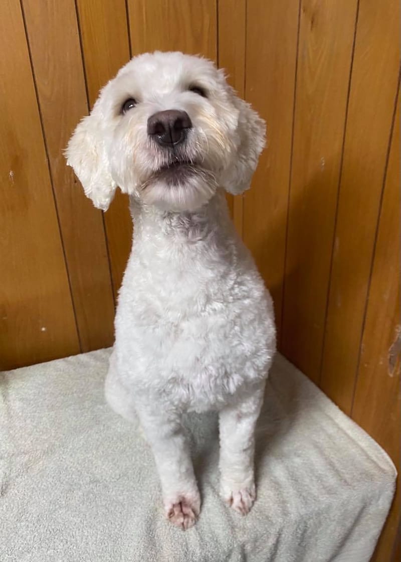 Groomed Dogs photographs