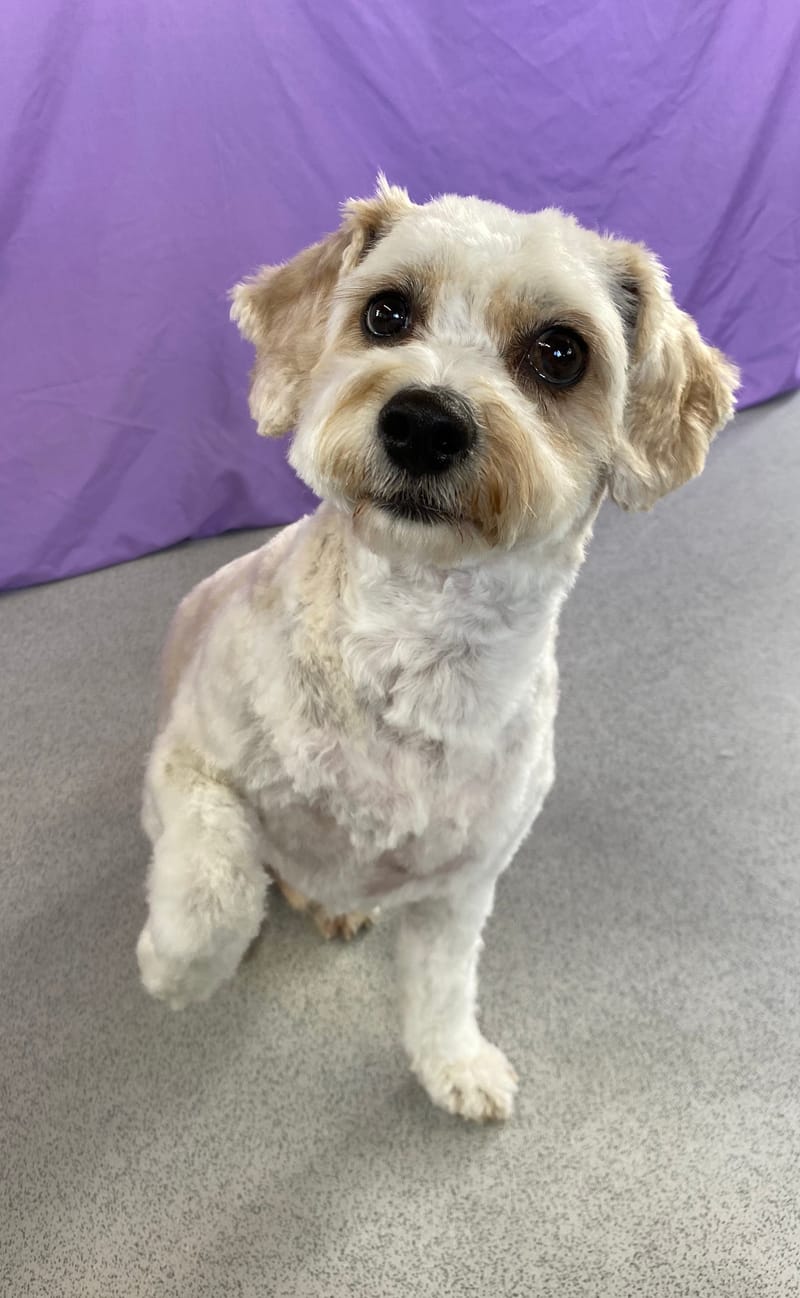 Groomed Dogs photographs