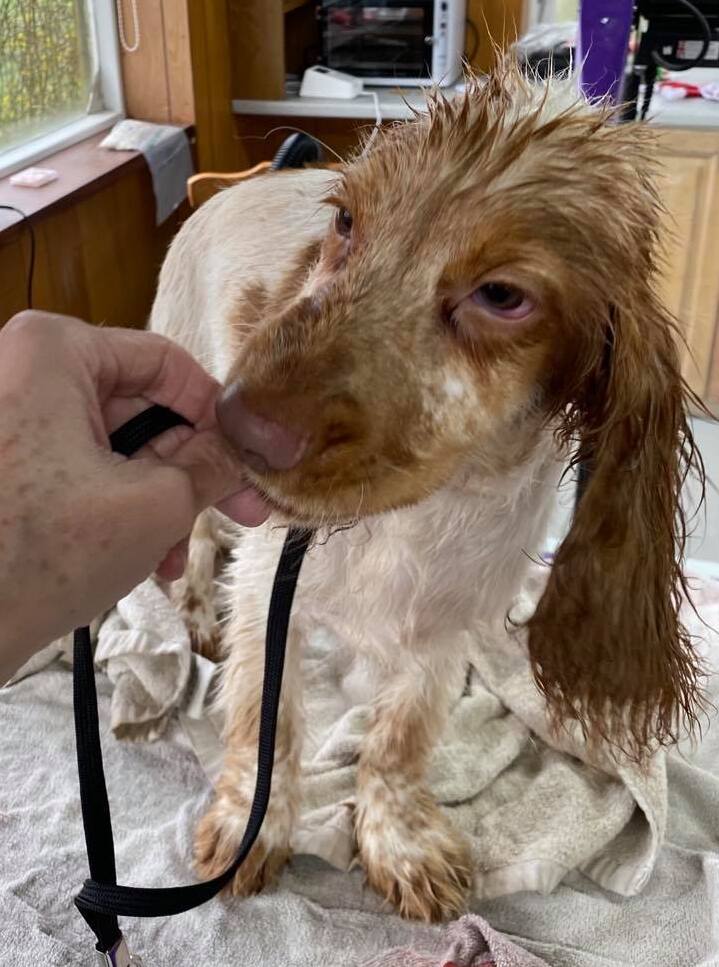 Puppy Introductions WinSome Wags Dog Grooming