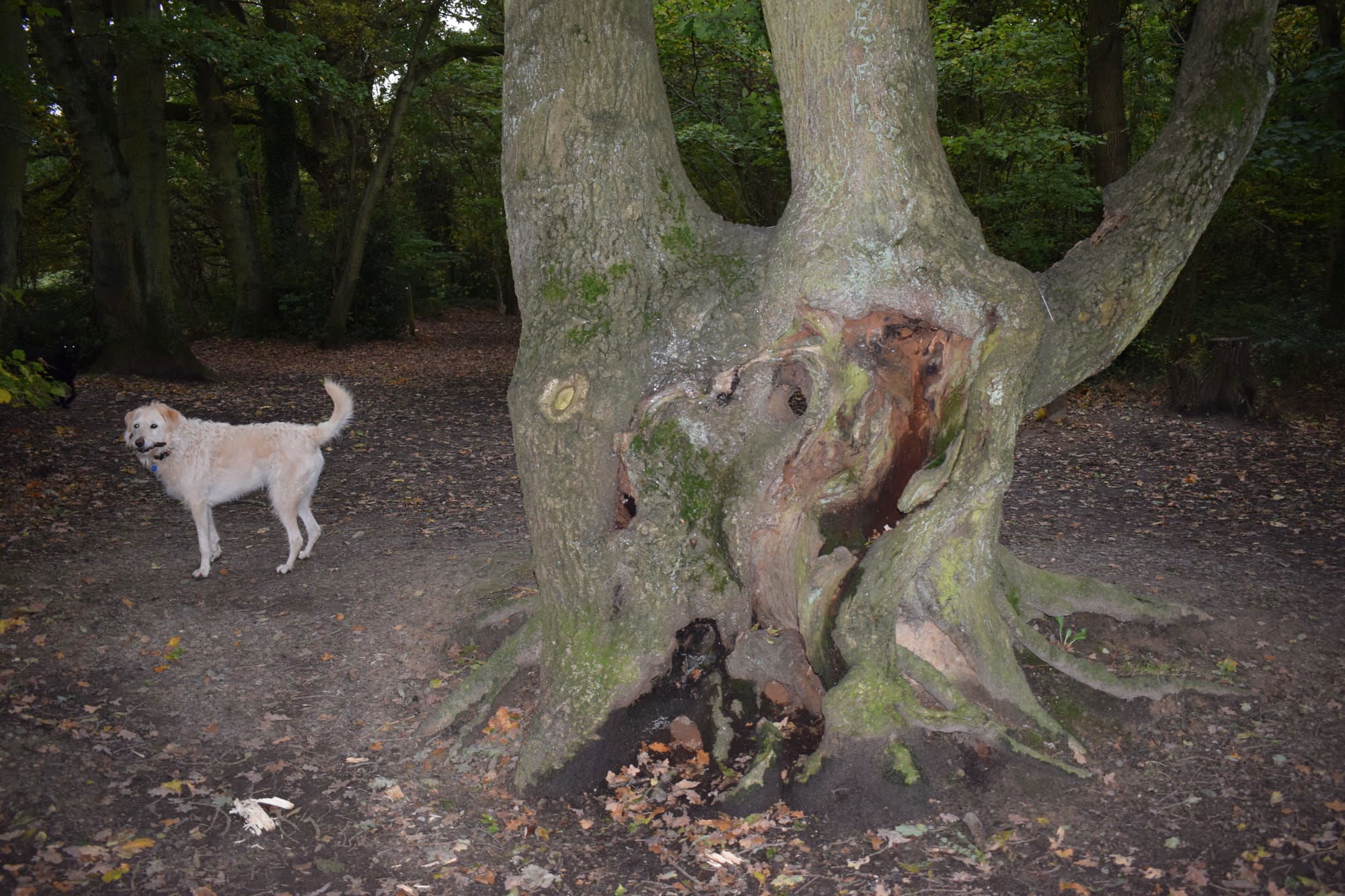 Dog walking among the ancient trees