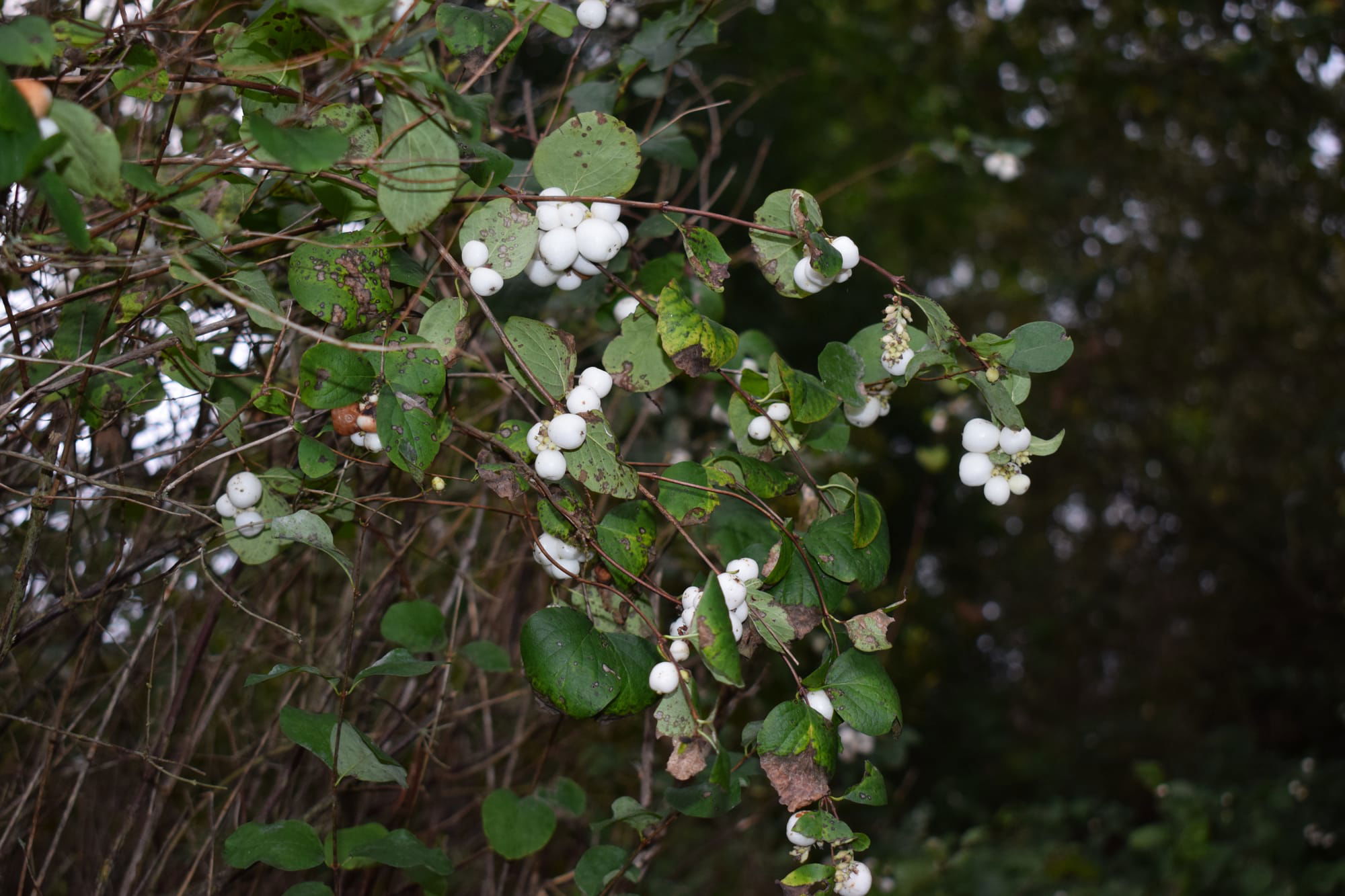 Snow berries