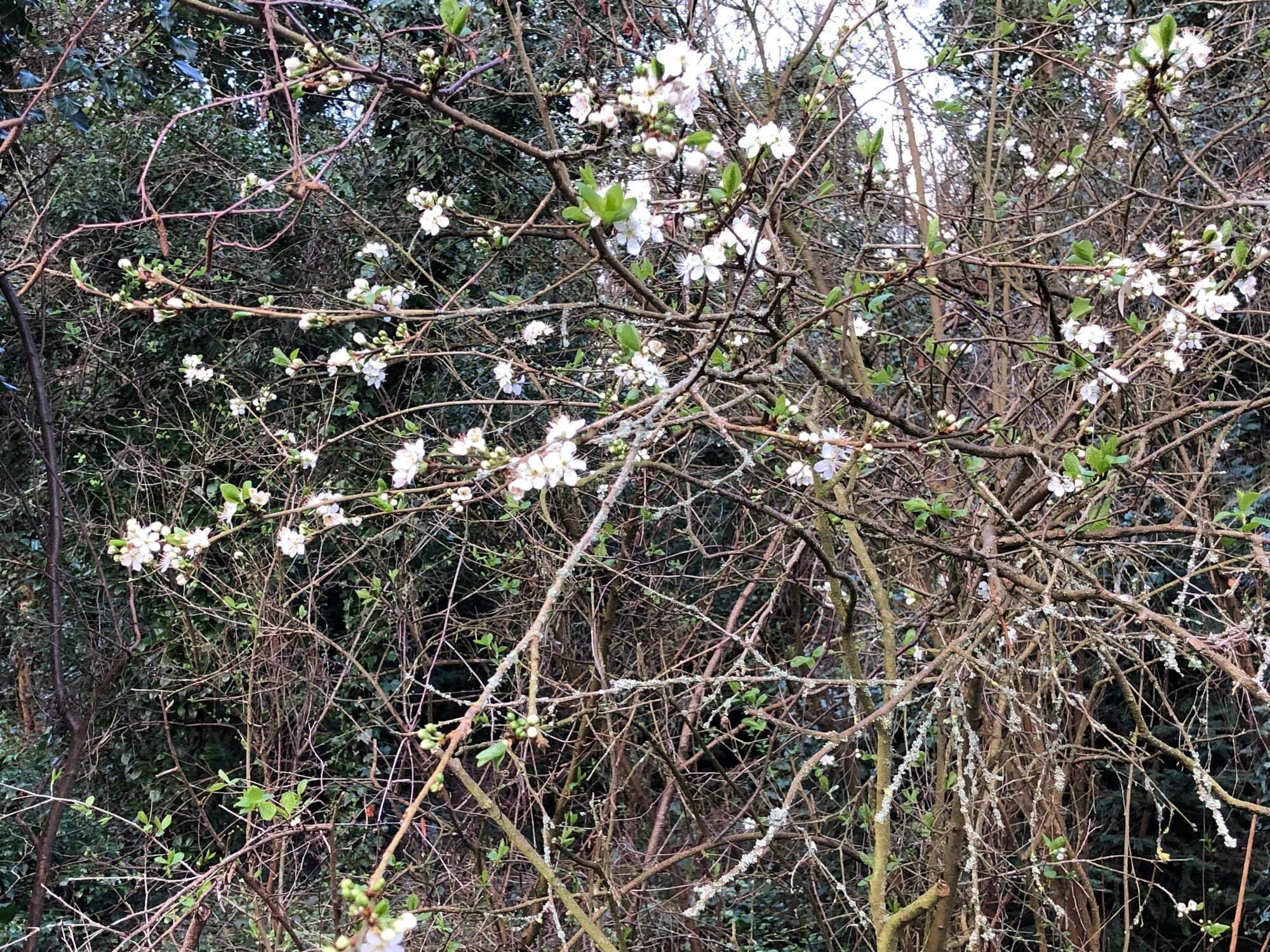 Blackthorn's early blossom in the recreation ground