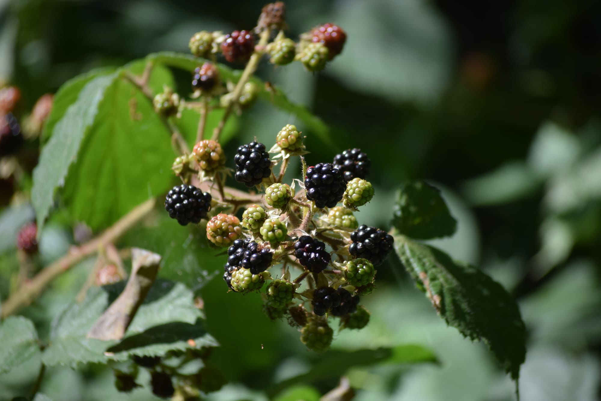 Blackberries are plentiful