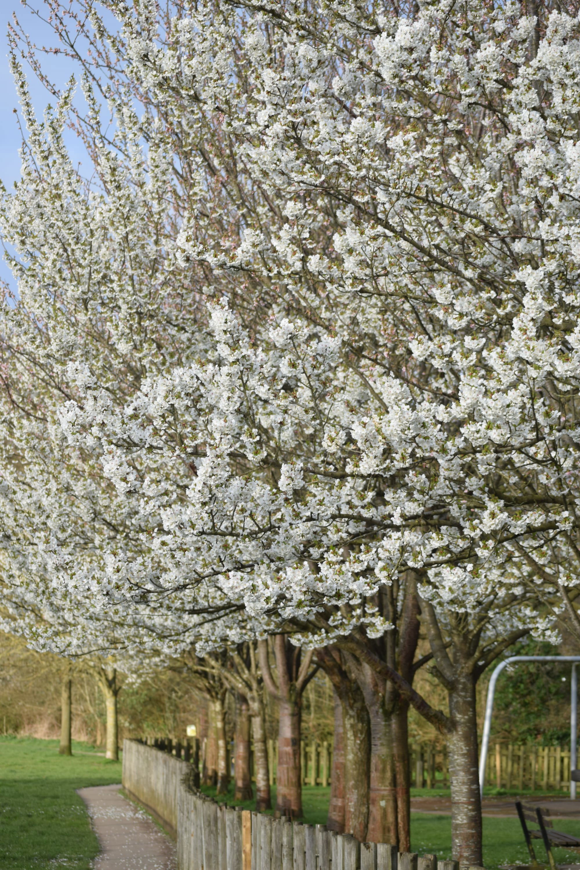 Playground cherry trees in blossom