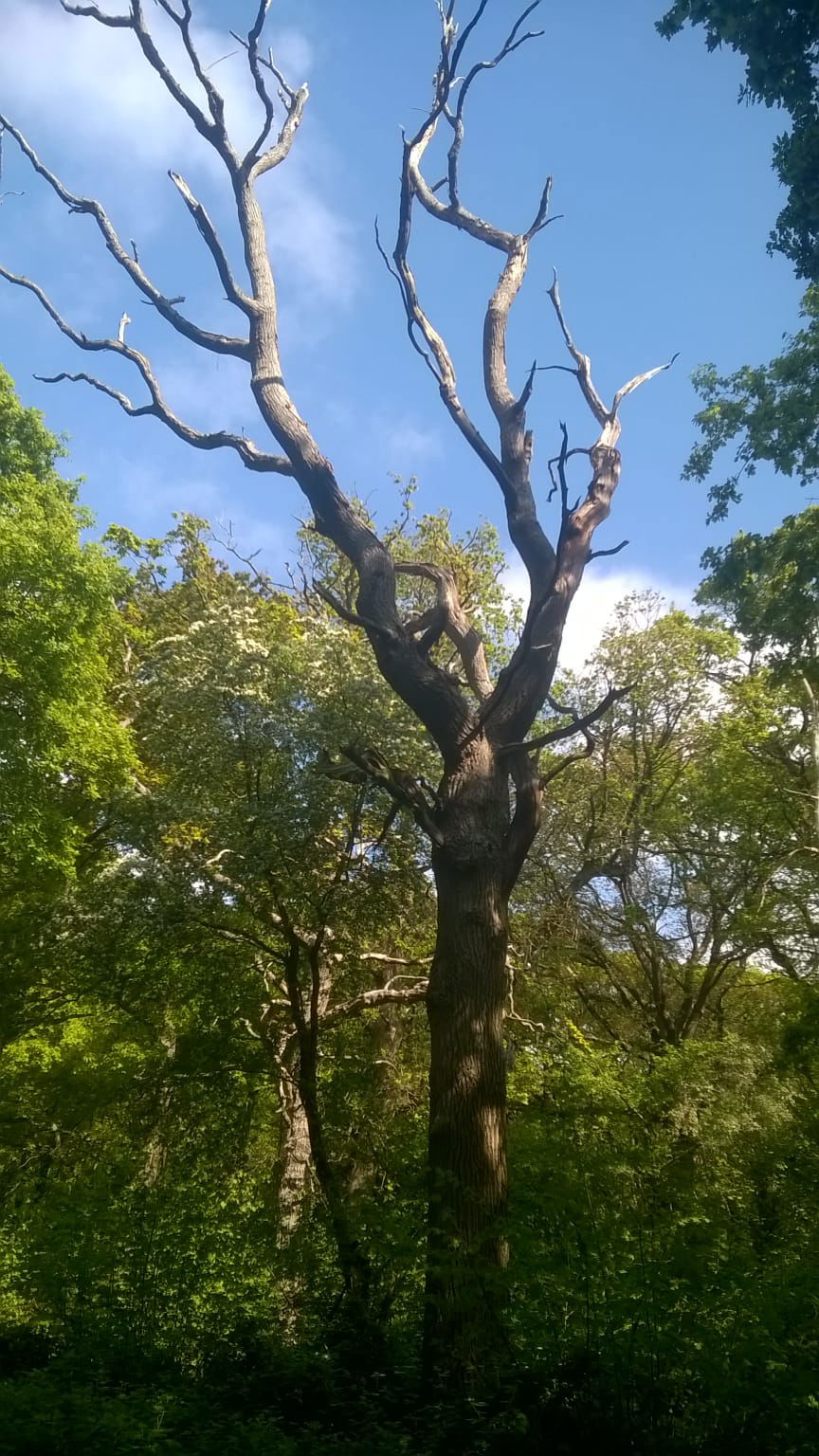 Towering dead oak