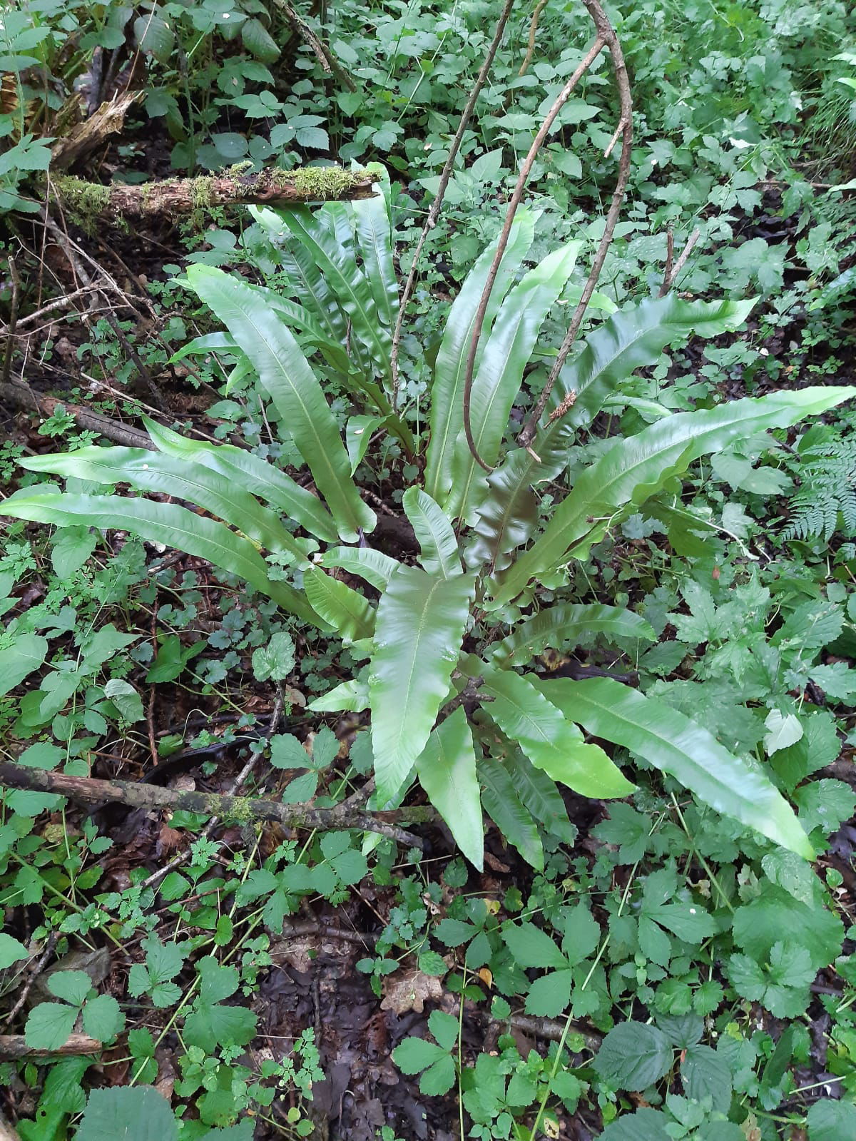 Ferns love the wet woodland