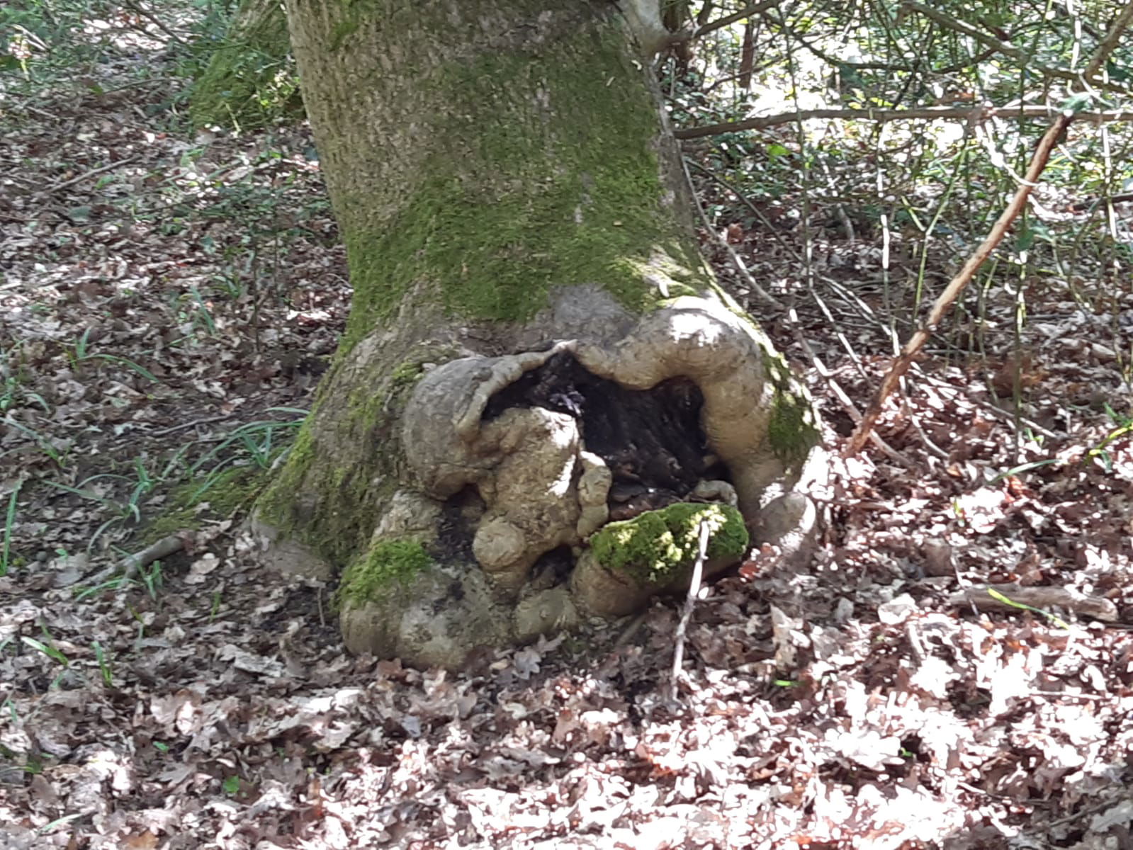 Many of the oaks have been pollarded or formed part of a hedge boundary in the past