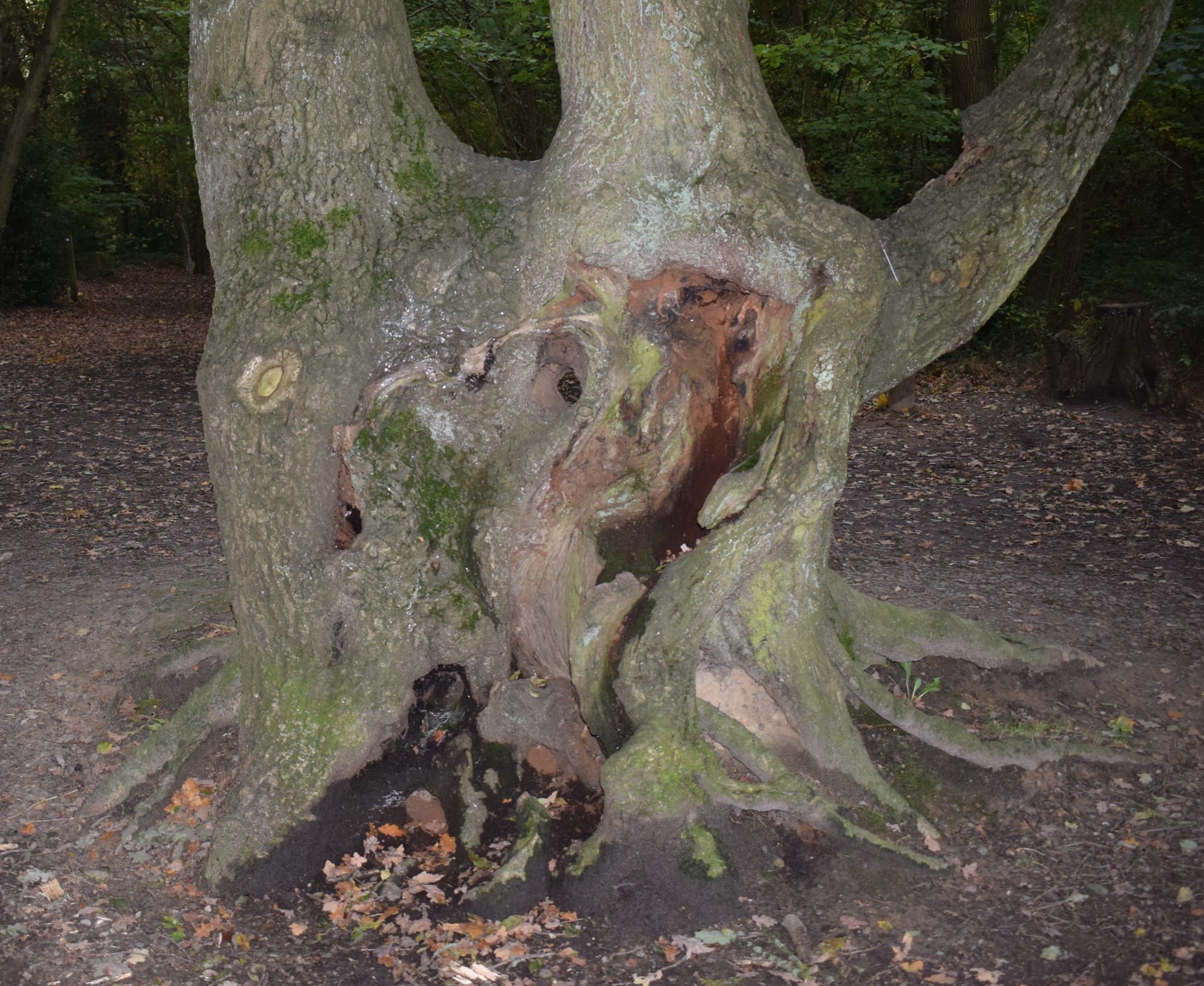 Another example of a once-pollarded oak