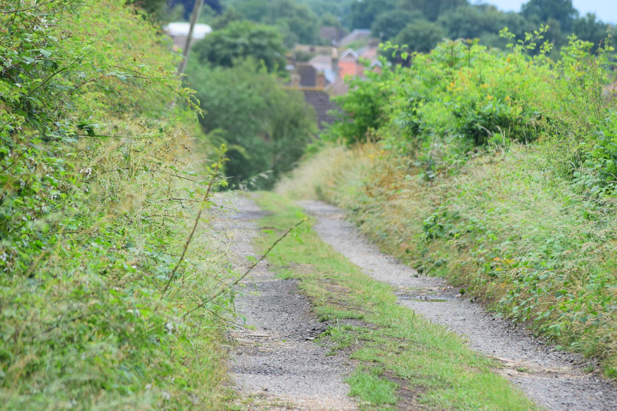 This track once linked Lennard Hospital in Bromley Common to the Fever Hospital extension in the woods