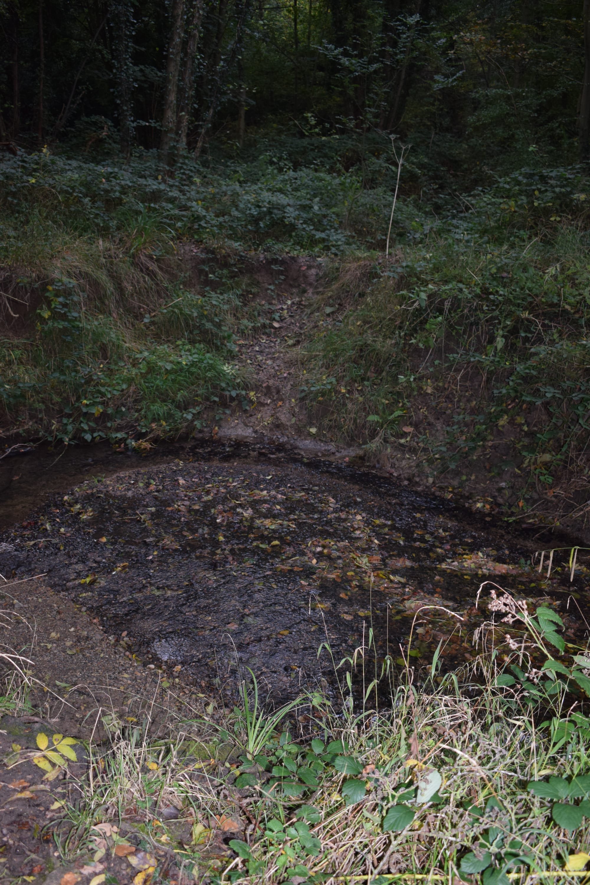 There are several bomb craters from the second world war in the western woods
