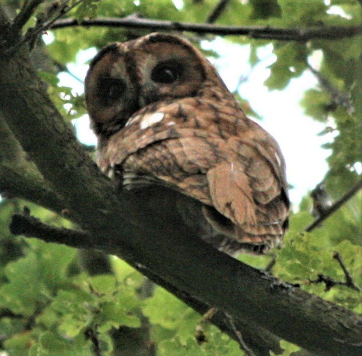There are plenty of tawny owls hooting, but this is a very rare sighting in Sparrow Wood