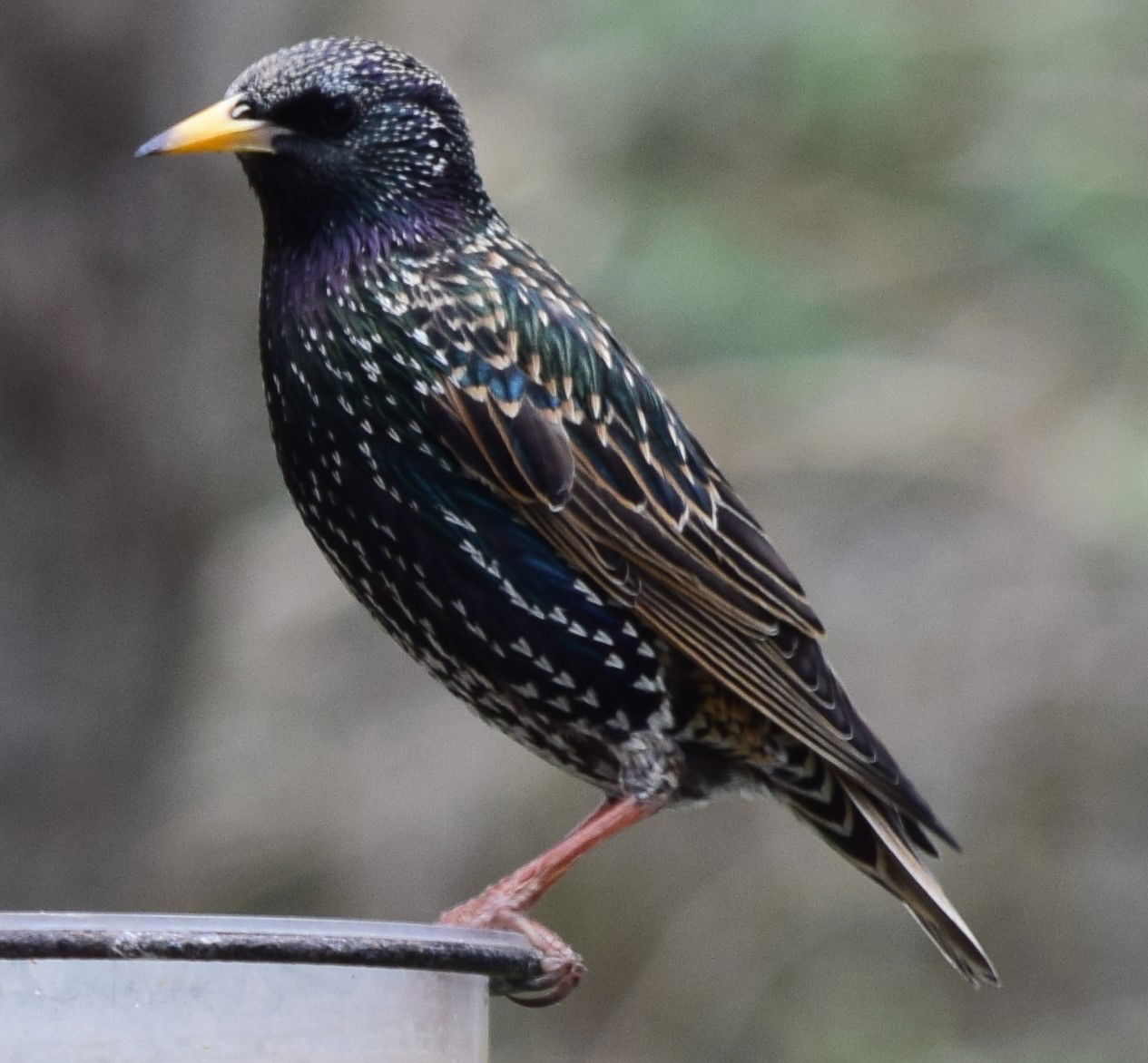 Starlings are plentiful