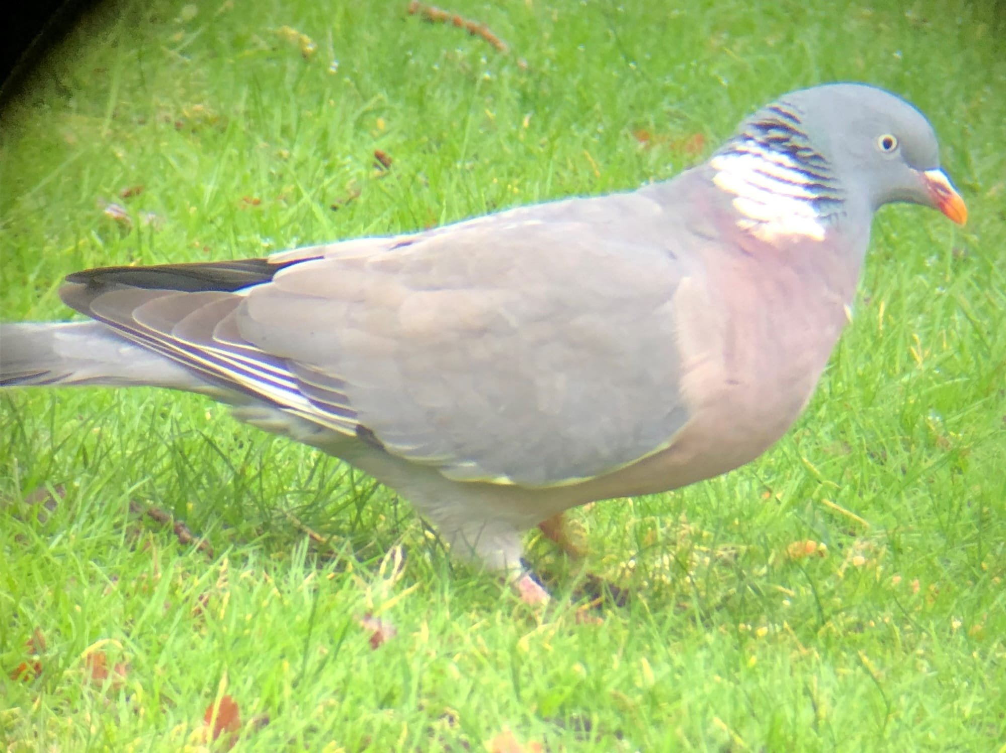 Wood pigeons are very common