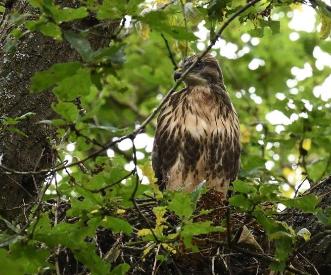 Birds of Crofton and Sparrow Woods