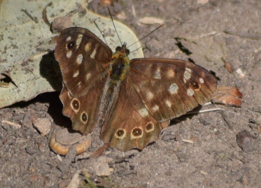Butterflies of Crofton and Sparrow Woods