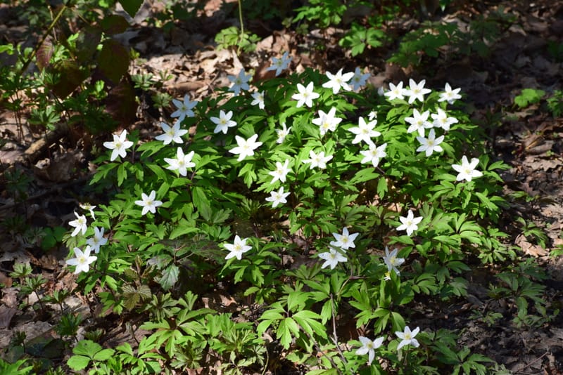 Free talk: A celebration of Crofton Woods and its wildlife Wednesday 17 ...