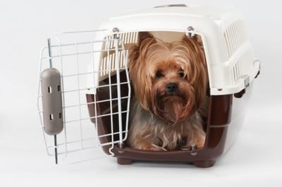 What to Look For in Pet Transport Services image