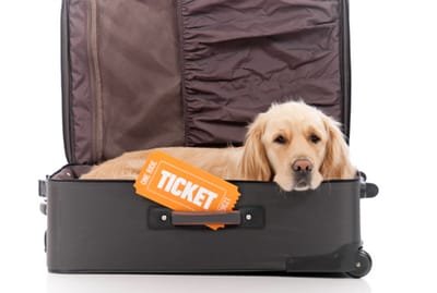 Pet Transport Services - Choosing the Right One For Your Pet image