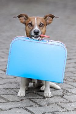 Getting the Best Pet Transportation Services image