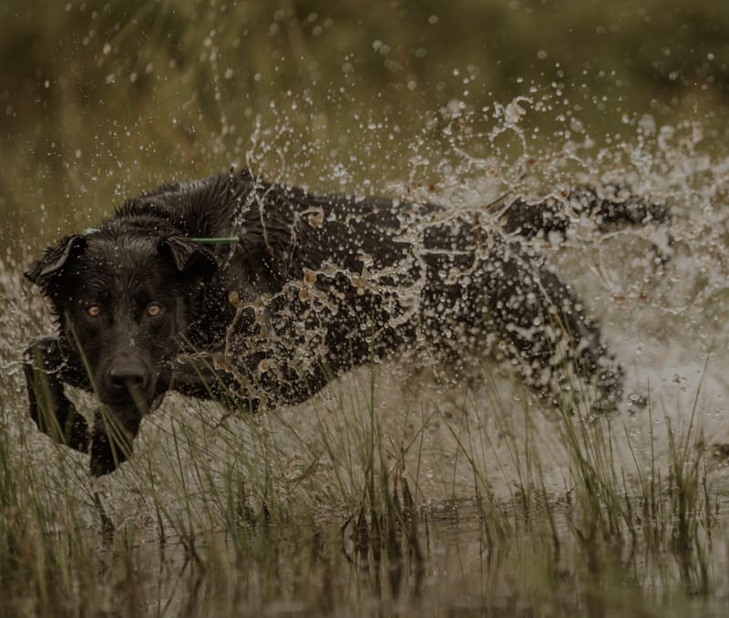 Advanced Gun Dog Training