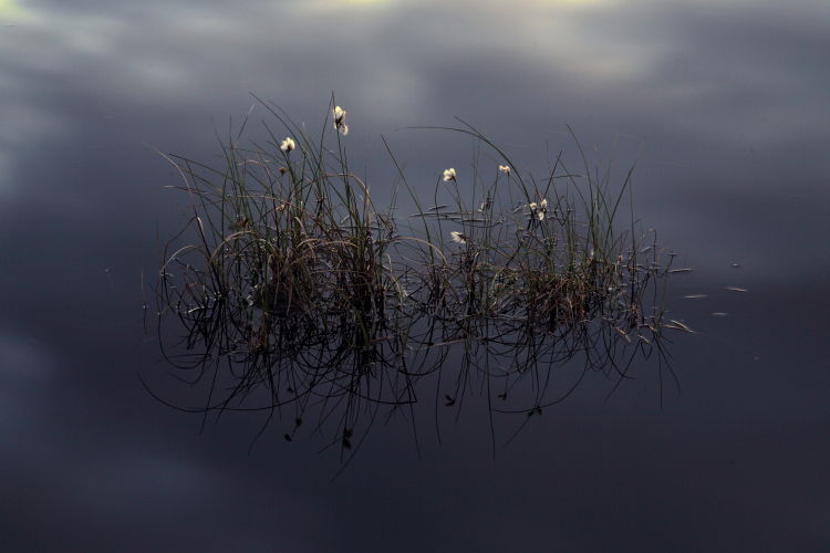 Bog Cotton Pool