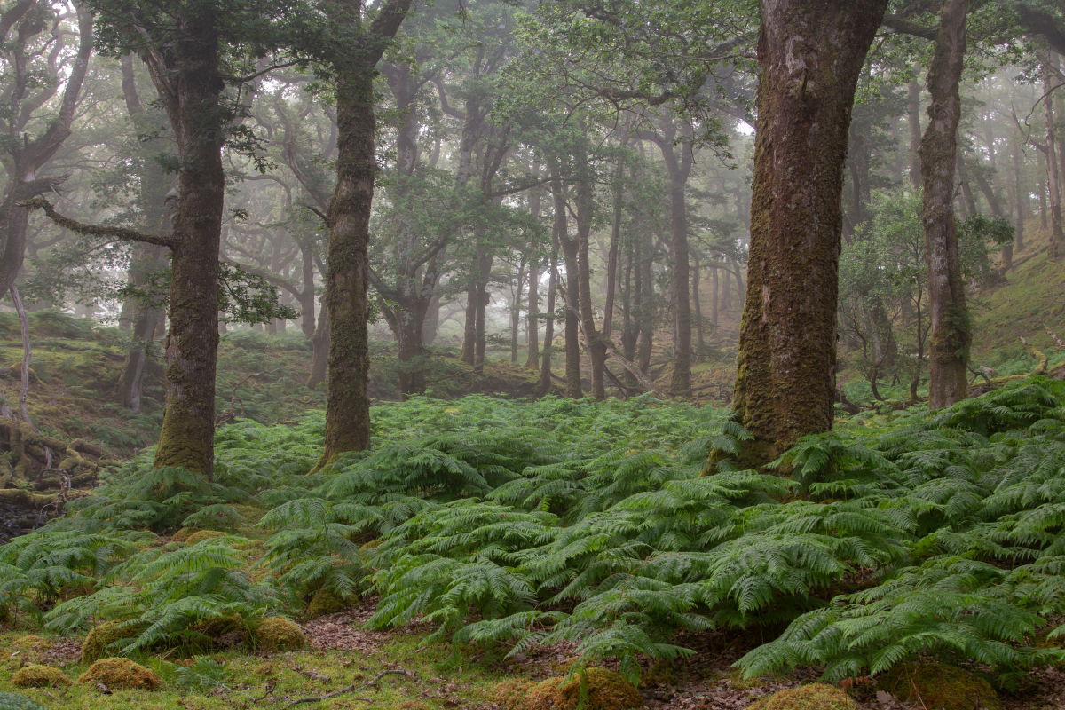 Erriff Wood