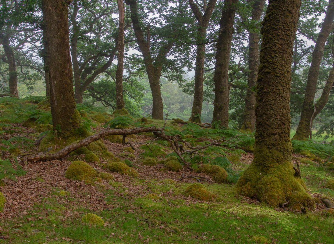 Erriff Wood