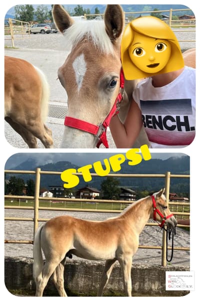 Stupsi Vermittel!t image