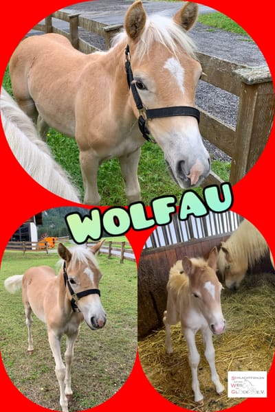 Wolfau ist Vermittelt image