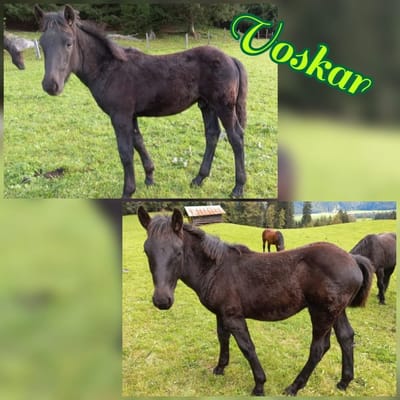 Voskar Vulkan Vermittelt image