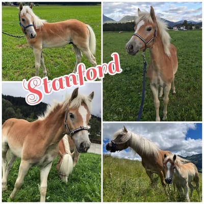 Stanford Vermittelt image