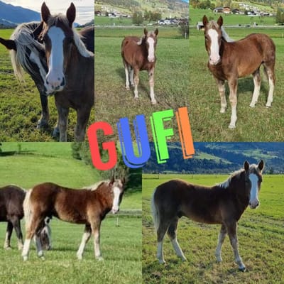 Gufi Reserviert image