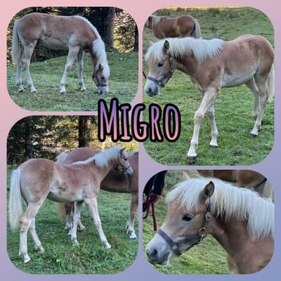 Migro Vermittel! image