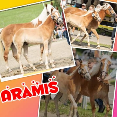 Aramis Vermittelt! image