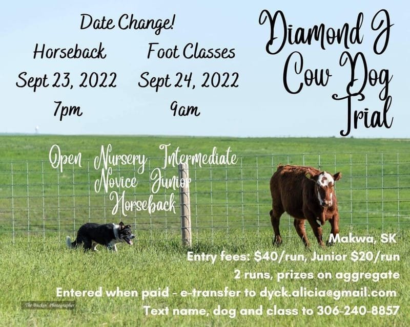 Diamond J Cattle Dog Trial