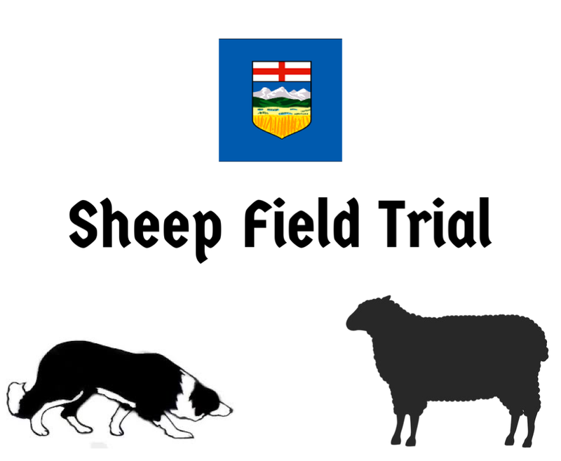 Red Lodge July Sheep Field Trial