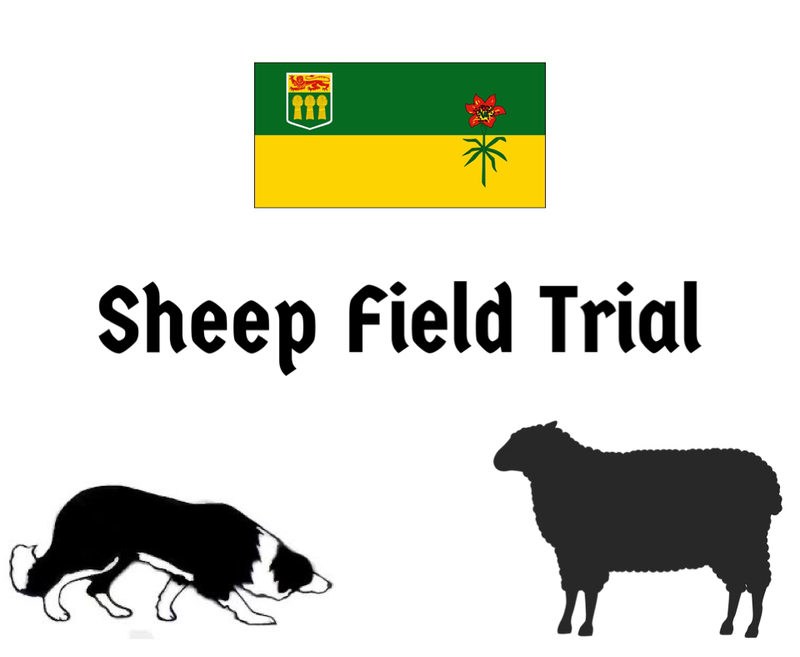 Sheep Creek Farms Sheep Dog Trial