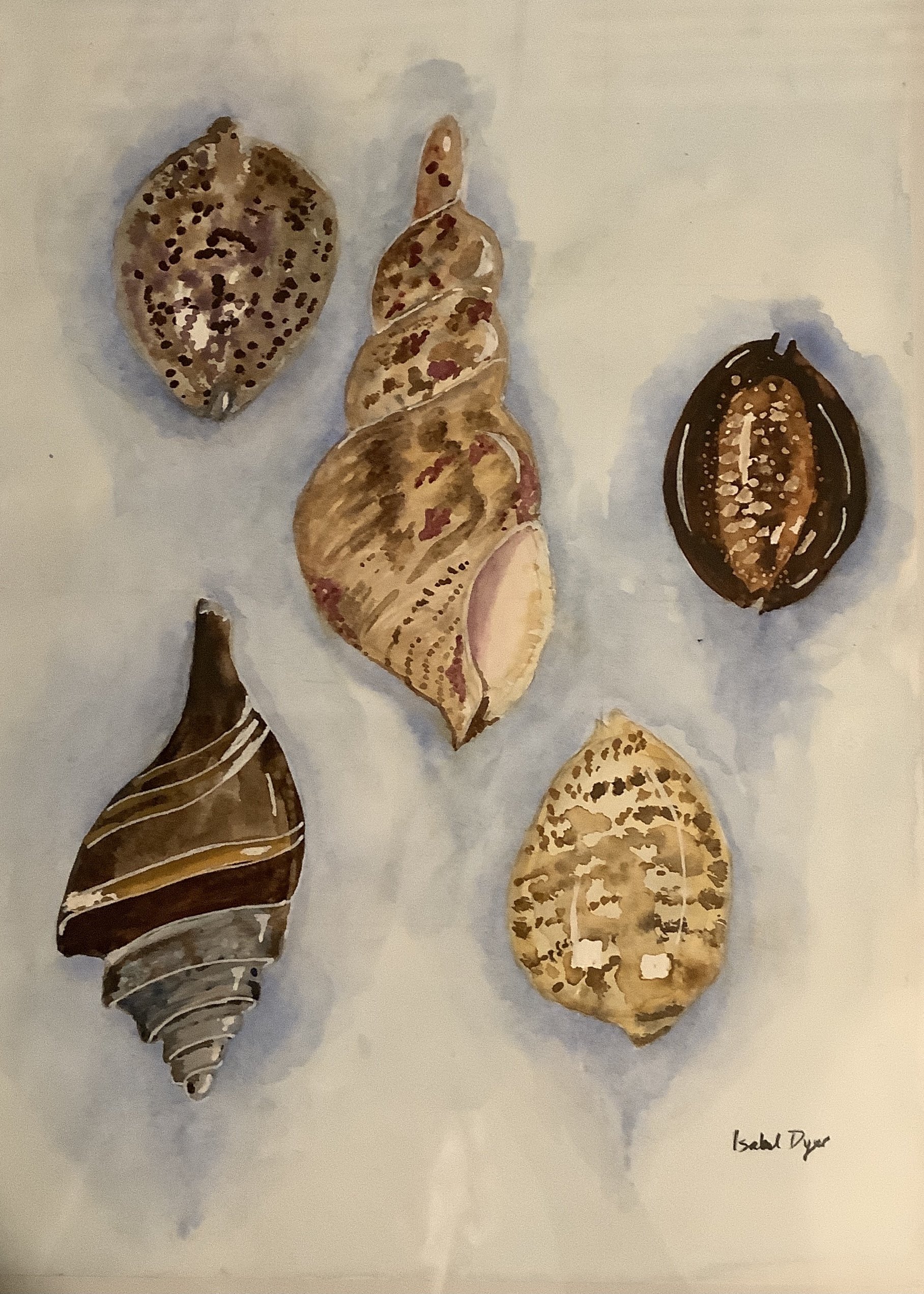 Shells 5
