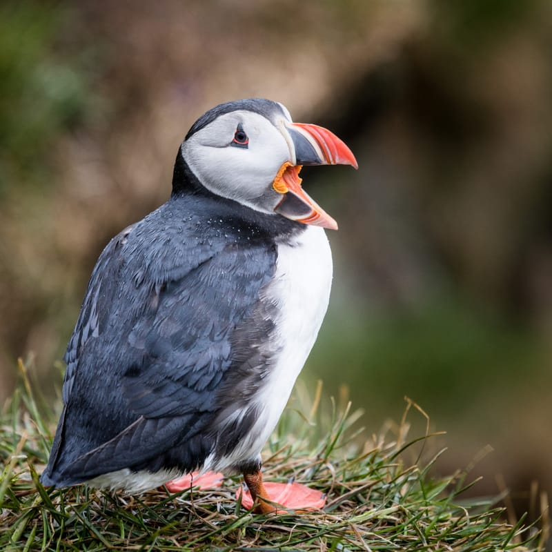 Atlantic Puffin - robert-beringer.ch