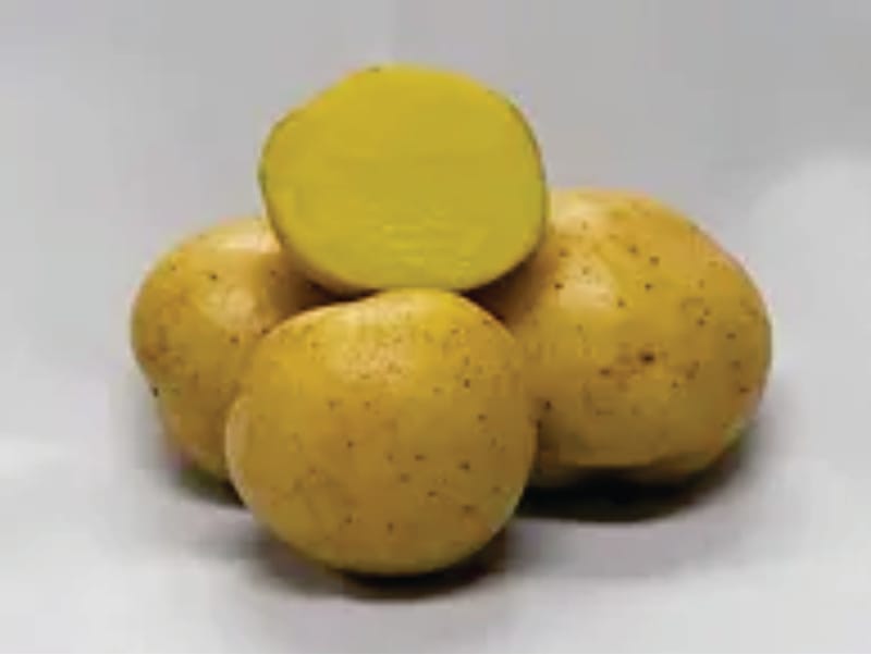 Potatoes Satina (yellow flesh) Shining Moonlight Gardens Inc.