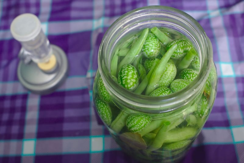 Atelier 4 heures Lactofermentation des plantes sauvages