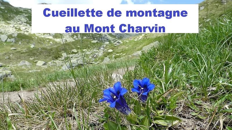Cueillette de montagne au Mont Charvin