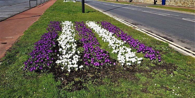 A Tribute in Crocus to the Suffragette Movement