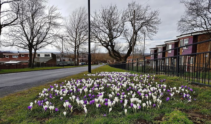 A Review of Parish Council Area Biodiversity Project Year